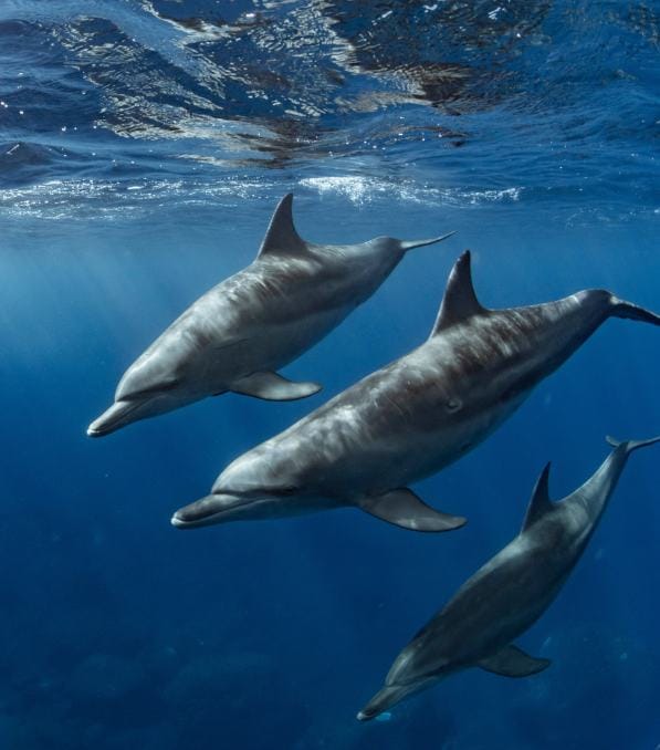 Three dolphins swimming underwater in clear blue ocean, credited to Legend Diving.