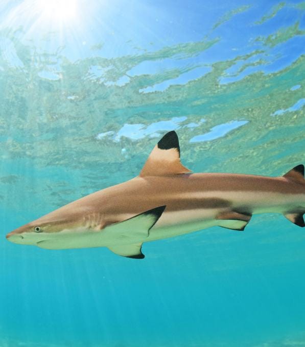 Juvenile blacktip reef shark swimming near the surface in clear blue water, labeled Legend Diving.