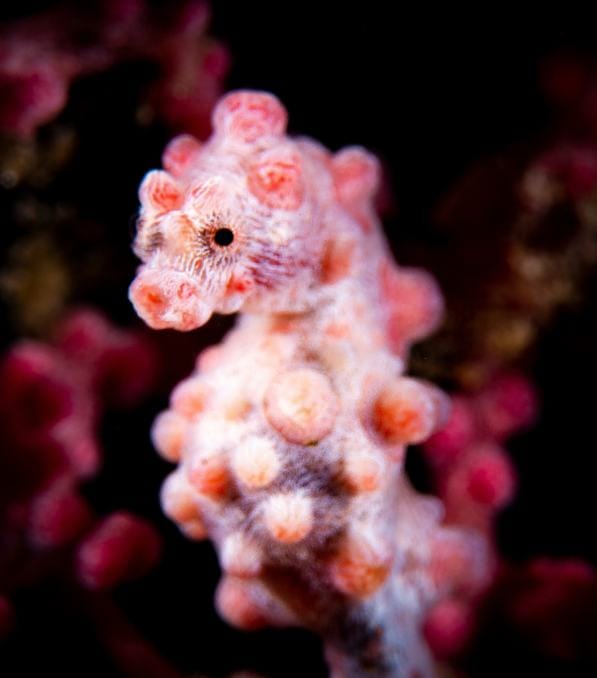 Small pink pygmy seahorse camouflaged on coral, credited to Legend Diving.
