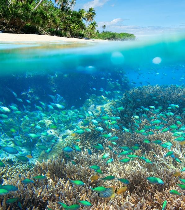 Split-view of a tropical reef teeming with green fish and coral beneath a palm-lined beach, captioned "Legend Diving."