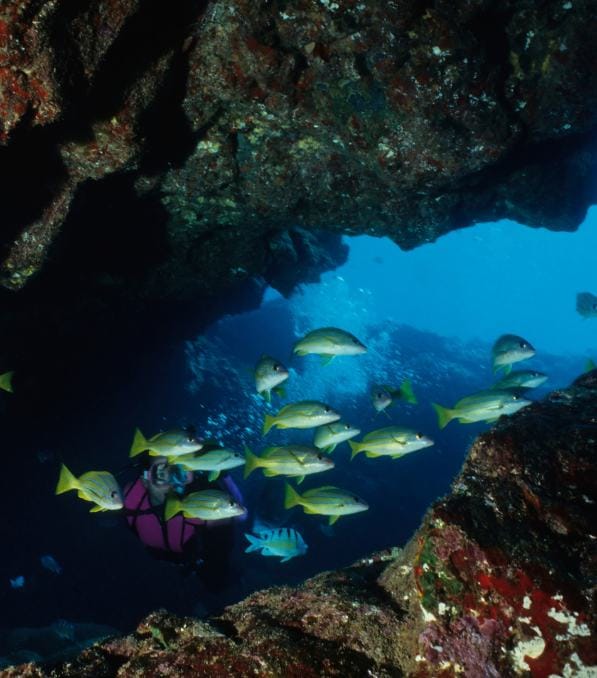 Scuba diver from Legend Diving exploring an underwater rock arch surrounded by a school of yellow fish