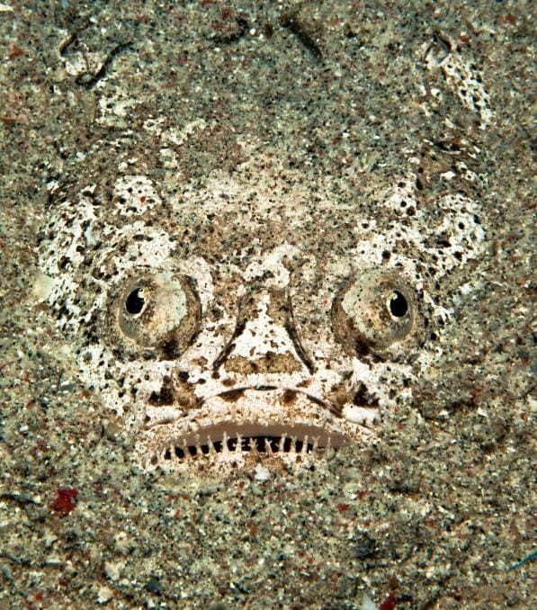 Sand-covered flatfish with protruding eyes and toothy mouth peeking from sand, labeled "Legend Diving".