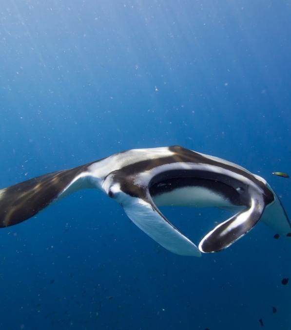 Manta ray gliding through blue water near small fish, labeled Legend Diving.