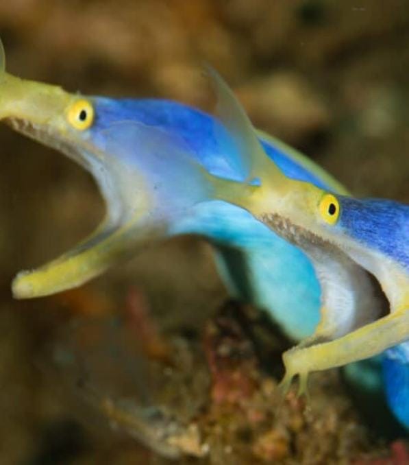 Two blue-and-yellow ribbon eels with open mouths among reef crevices, captioned "Legend Diving."