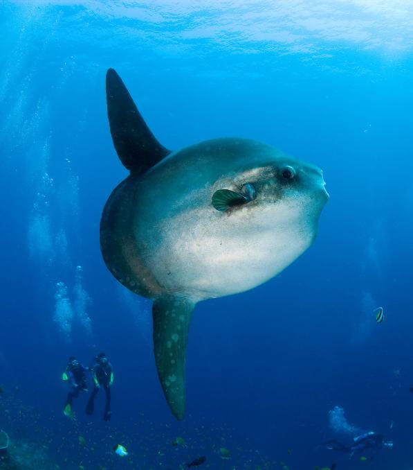 Ocean sunfish drifting near scuba divers underwater with small fish, captioned Legend Diving.
