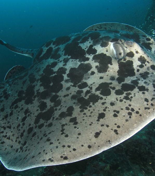 Close-up of a large spotted ray swimming underwater, credited to Legend Diving.