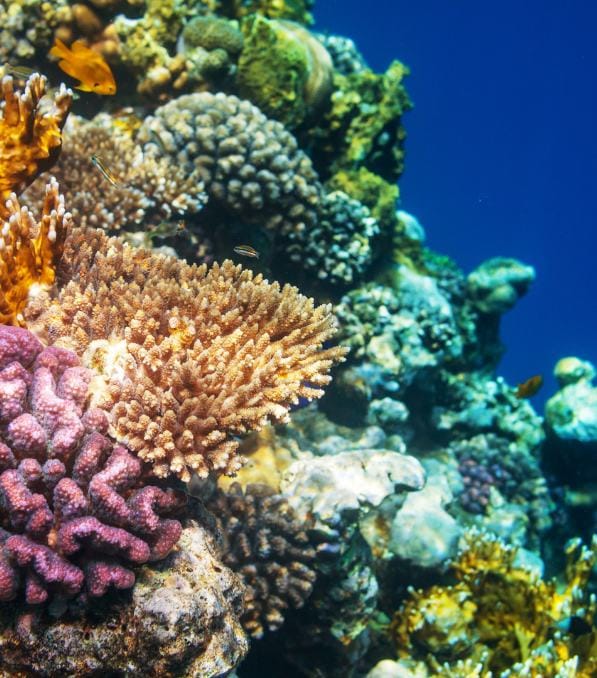 Vibrant coral reef with branching and brain corals and small fish, underwater scene labeled Legend Diving