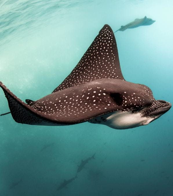 Spotted eagle ray swimming underwater with reef sharks in the background, Legend Diving logo-style caption included.