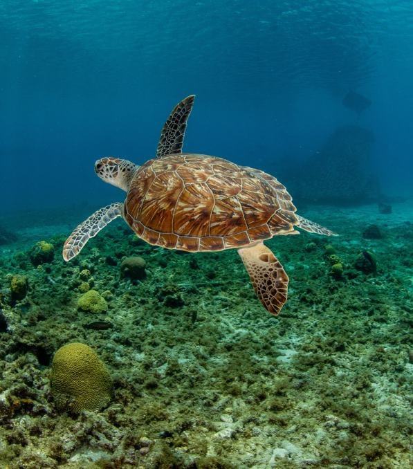 Green sea turtle gliding over a coral seabed with "Legend Diving" tag visible in the blue water background