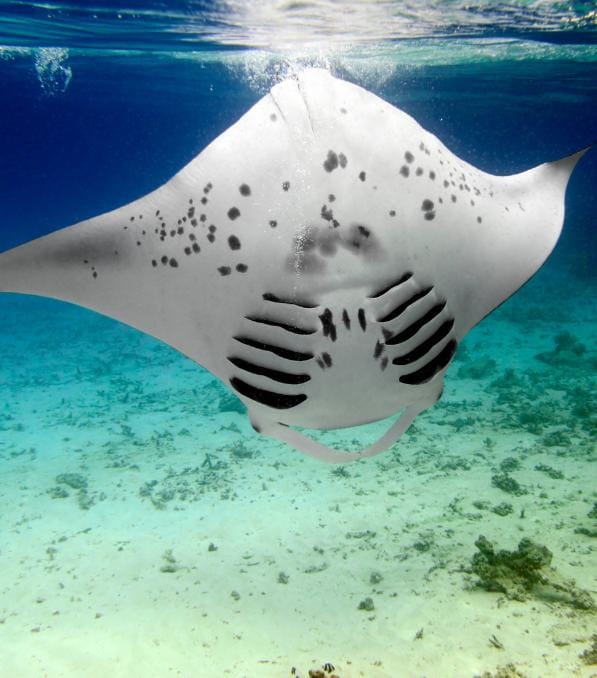 Manta ray swimming over a sandy reef with spotted markings, promotional caption "Legend Diving" visible.