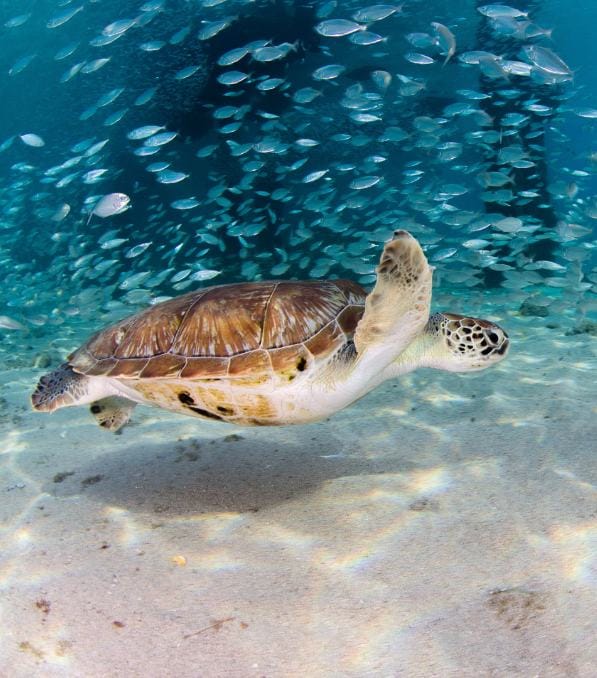 Sea turtle gliding above sandy seabed with a swirling school of fish in the background, Legend Diving.