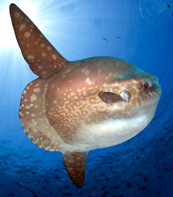 Ocean sunfish with mottled brown skin swimming upward in clear blue water, credited to Legend Diving.