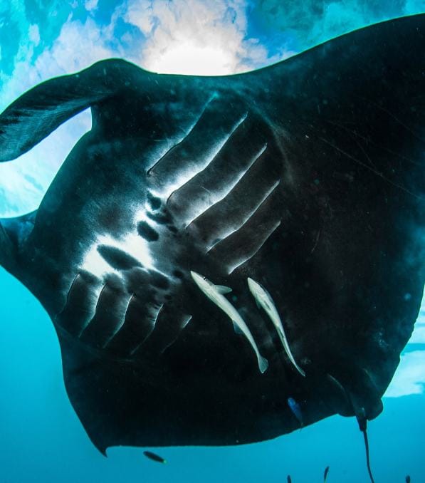 Large manta ray gliding underwater with remora fish beneath its belly, branded with the text Legend Diving.
