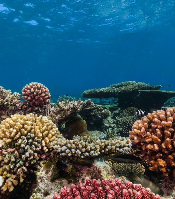 Colorful coral reef scene with diverse corals and a small black-and-white fish, captioned Legend Diving.