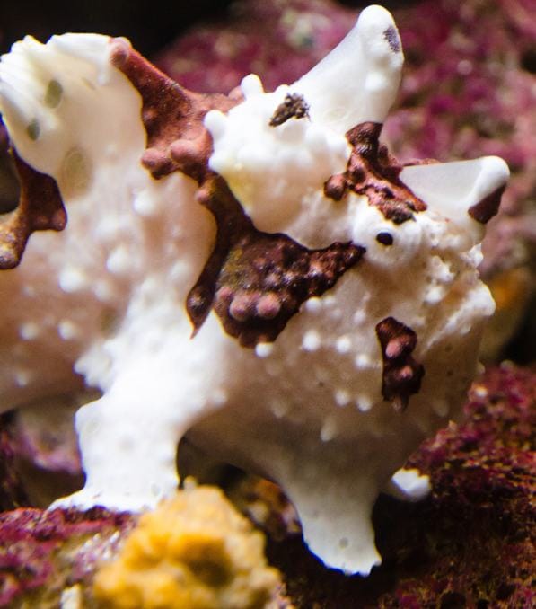White and brown textured frogfish perched on coral with "Legend Diving" watermark visible in the scene