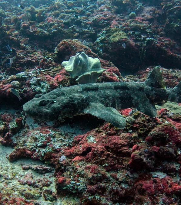 Wobbegong shark resting on a colorful coral reef, photographed during a Legend Diving excursion.