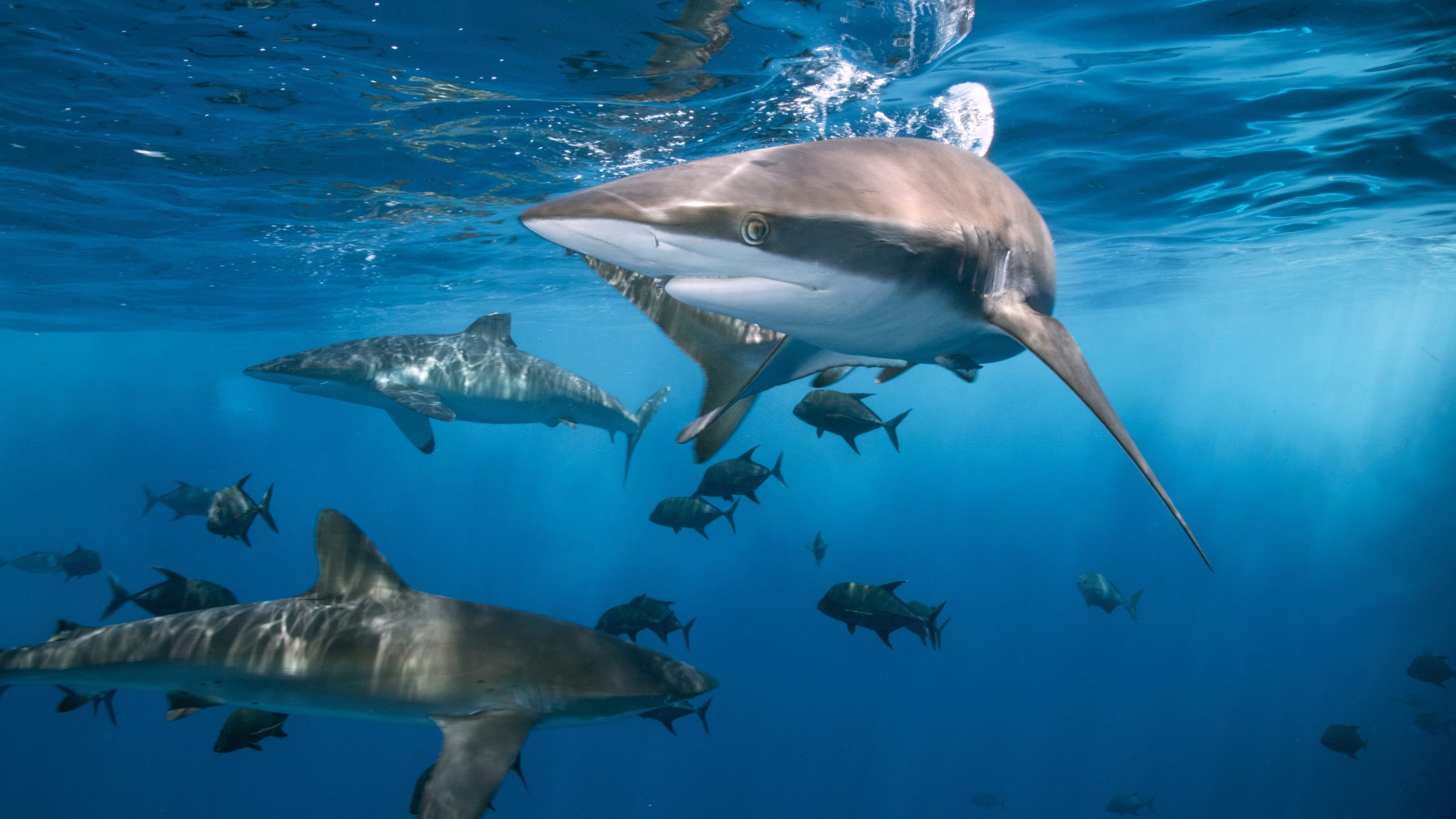Close-up of several sleek grey reef sharks swimming under clear blue water with smaller fish nearby and surface ripples above.