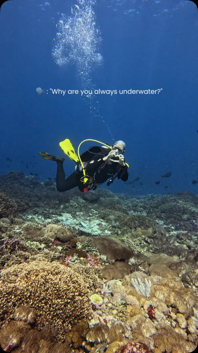 Can’t hear my problems over the bubbles 😌🙈🫧
.
#divinglife #divingadventure #scubaaddict #divingisfun #divingtrip